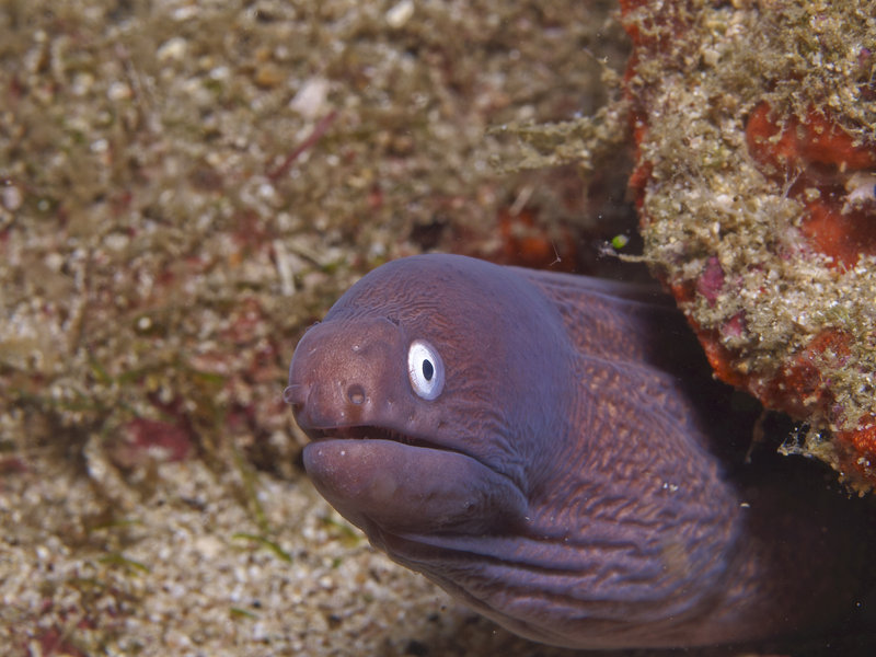 White Eyed Moray Eel, Canyons